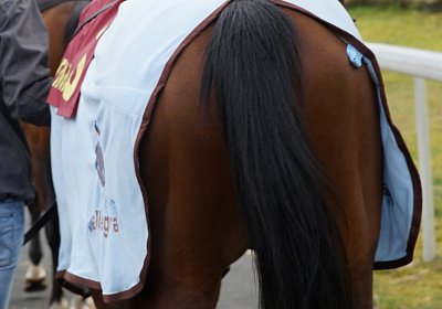 2018 03 22 Jungle Fontainebleau DSC07249