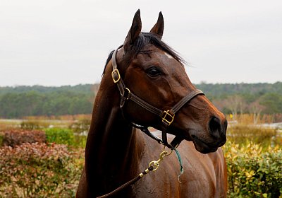 2018 03 22 Jungle Fontainebleau DSC07308