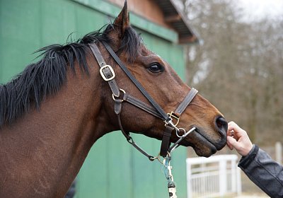 2018 03 22 Jungle Fontainebleau DSC07313