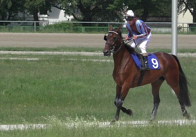 R Top Winner S3080036