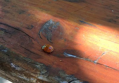 Top Sieg 20juni18 Daglfing E IMG 1989