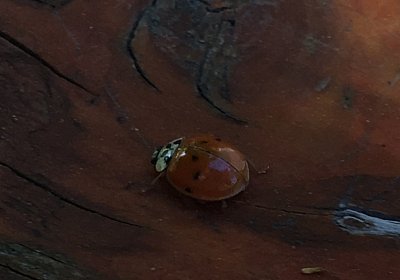 Top Sieg 20juni18 Daglfing E IMG 1991