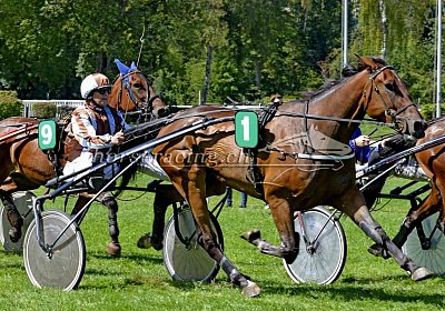 Chevy MB Aarau 180826 041 Cheval
