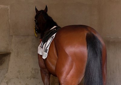 Jungleboogie Longchamp 2019 05 04 A S3550030