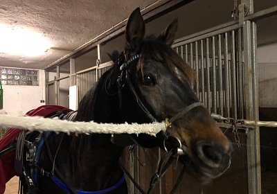 Daglfing 8dez2019 E IMG 3422 Globi