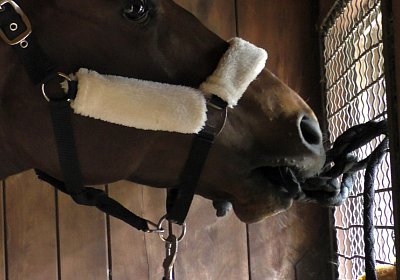 F S4250013 Suprimo Duesseldorf