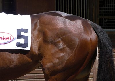 F S4250032 Suprimo Duesseldorf