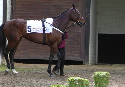 H S4250034 Suprimo Duesseldorf