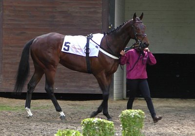 H S4250035 Suprimo Duesseldorf