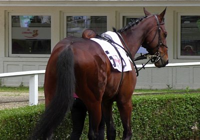 H S4250042 Suprimo Duesseldorf