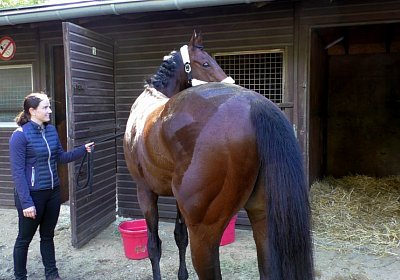 S S4250062 Suprimo Duesseldorf