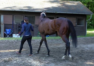 S S4250063 Suprimo Duesseldorf