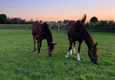 Av 22juni2020 Rebus Ulysse IMG 3423