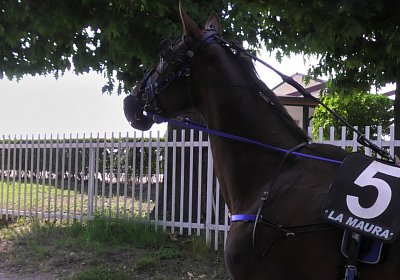 29 05 21 H S5000047 Ulysse