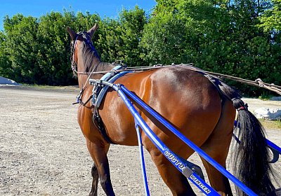 13 06 21 Av A IMG 8565 Chevy