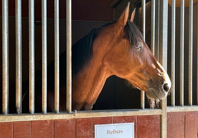 13 06 21 Av B IMG 8579 Rebus