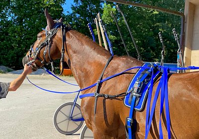 13 06 21 Av B IMG 8585 Ulysse