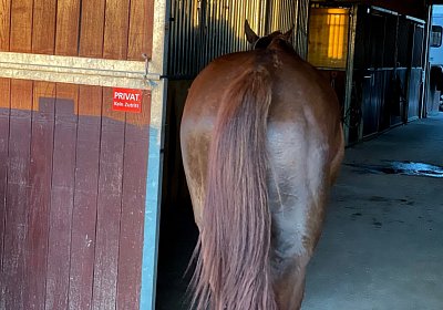 13 06 21 Av E IMG 8618 Ulysse