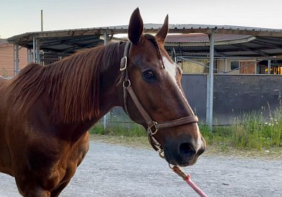 13 06 21 Av E IMG 8619 Ulysse