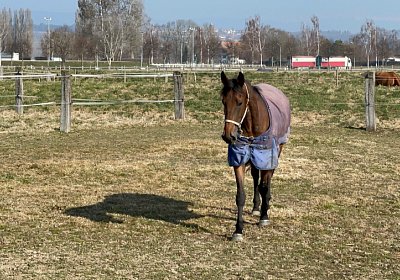 Av 10maerz2022 B IMG 7257 Fiddle