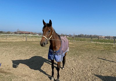 Av 10maerz2022 B IMG 7259 Fiddle