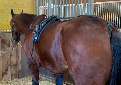 Av 10maerz2022 C IMG 7265 Ange