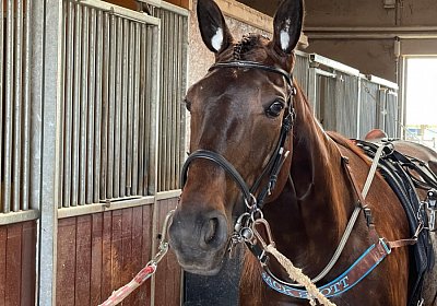 Av 20Mai 2022 G IMG 2434 Jack