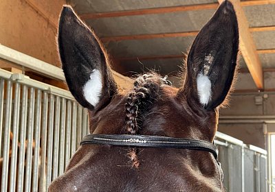 Av 20Mai 2022 G IMG 2437 Jack