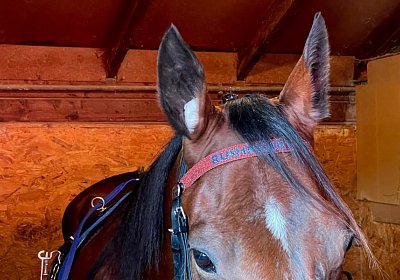 Pfarrkirchen 7juni2022 B IMG 3583 Rushmore