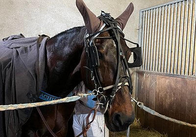 2023 03 25 Av F IMG 8662 Achille