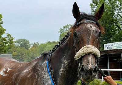 2023 08 27 Aarau Z IMG 7527 Fandango