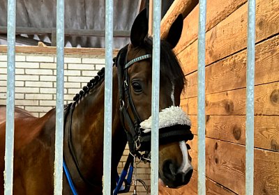 2024 04 01 Frauenfeld IMG 7511 Fandango