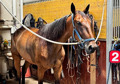 2024 07 30 Av IMG 6253 Ina