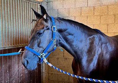 2024 09 25 Daglfing IMG 0904 King