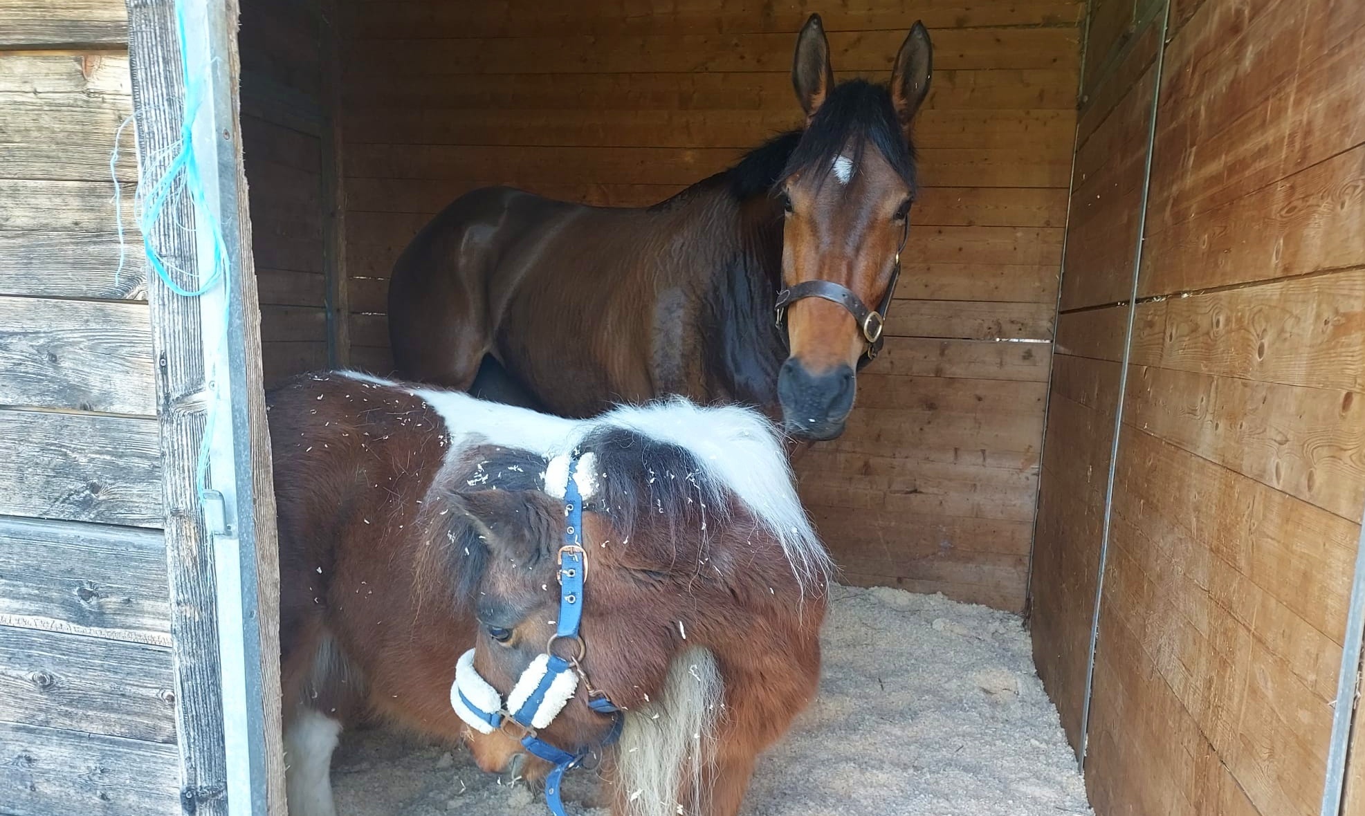 Chantilly, 31.1.2026