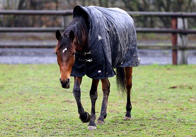 9N1A2698 La Formidable