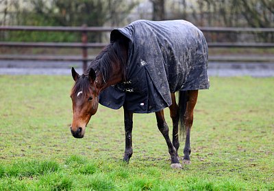 9N1A2718 La Formidable