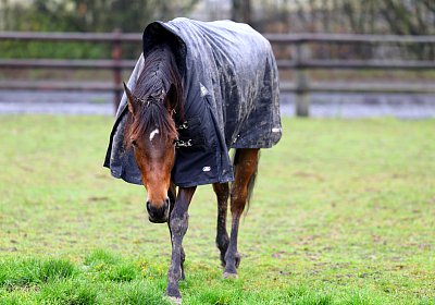 9N1A2754 La Formidable