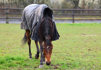 9N1A2873 La Formidable