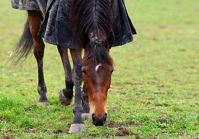 9N1A2874 La Formidable