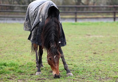 9N1A2890 La Formidable