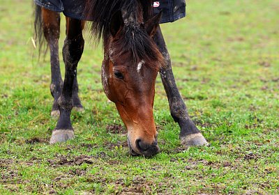 9N1A2897 La Formidable