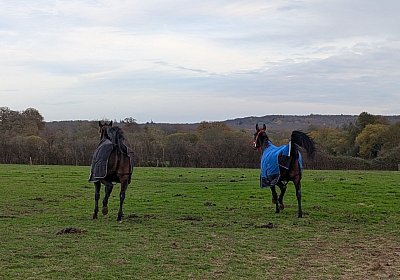 Z Maggiore Gestuet 2