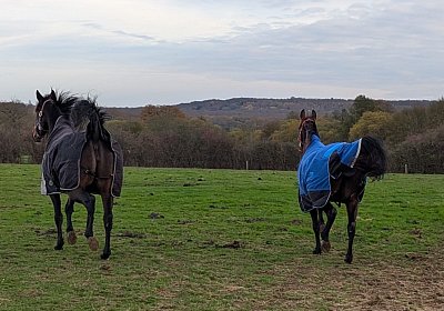 Z Maggiore Gestuet 3