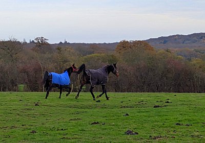 Z Maggiore Gestuet 4