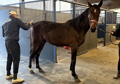 IMG 3244 Its Showtime