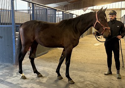 IMG 3245 Its Showtime