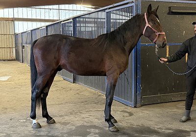 IMG 3246 Its Showtime