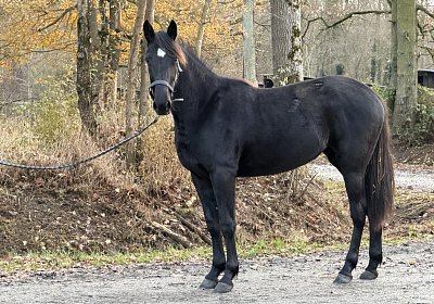 IMG 3250 One More Dream