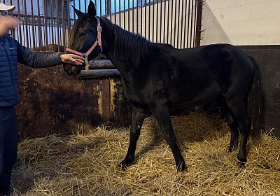 IMG 3293 Loving Semola